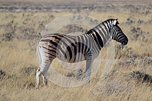 Zebra with a big scar in its back eating alone in the Etosha National Park